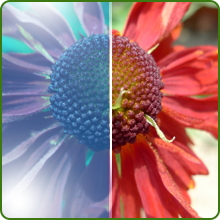 Drought Tolerant Pollinator Wildflower Seed Mixture