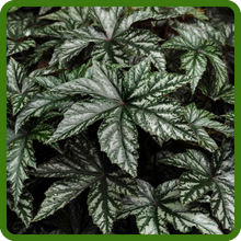 Gryphon Begonia Bold, Attractive Foliage Plant