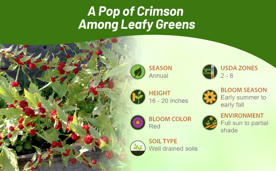Annual Strawberry Spinach Blooms Early Summer to Early Fall