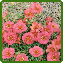 image of flower