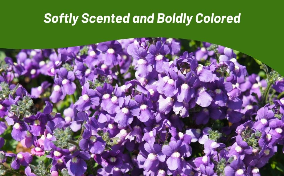 Fragrant Nemesia Blue Flowers