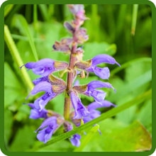 Aromatic Blue Sage