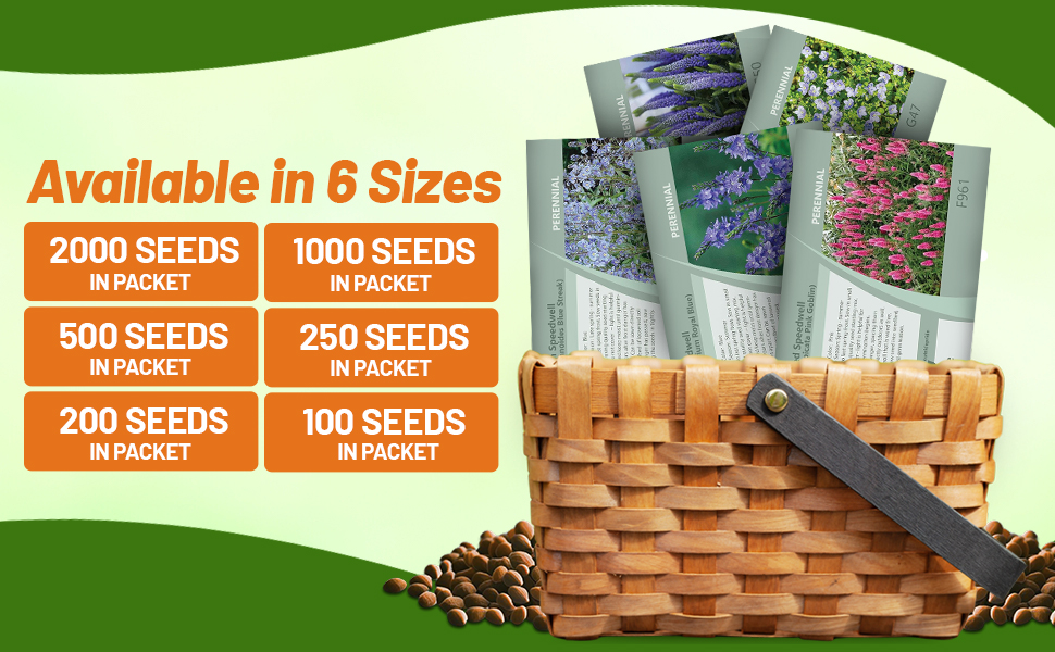 Veronica Spiked Speedwell Seed Packets For Planting