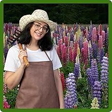 Easy to Grow Lupine Flower Garden
