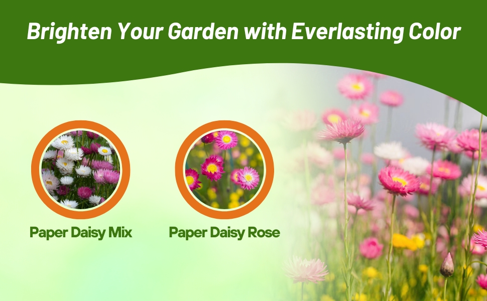 Helipterum Paper Daisy Rose & Mix For Cut Flowers