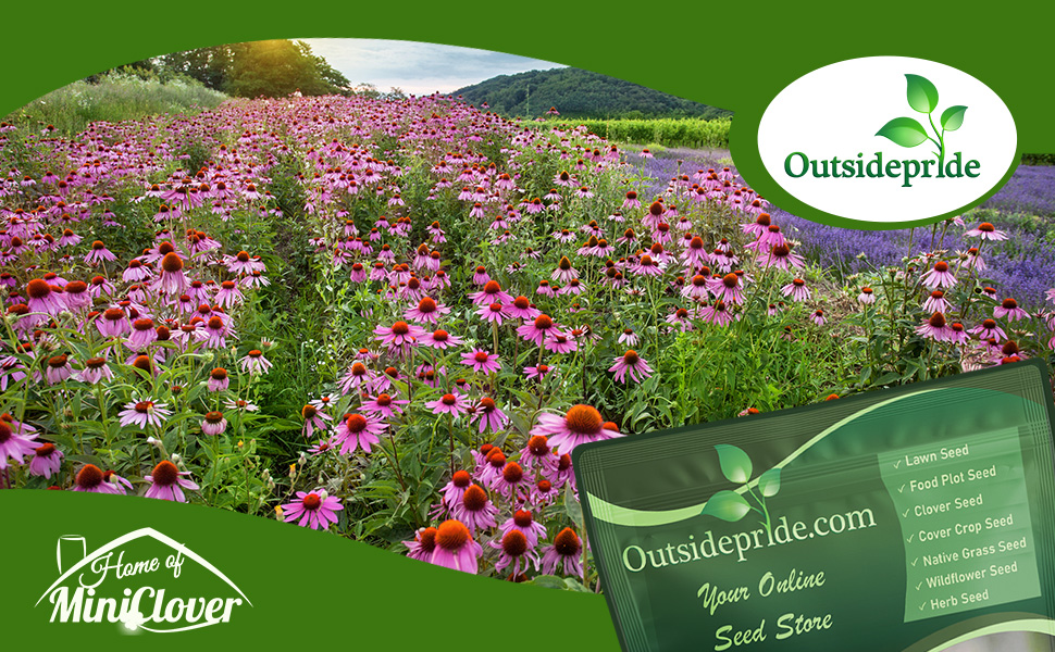 Echinacea purpurea Purple Coneflower Wildflower