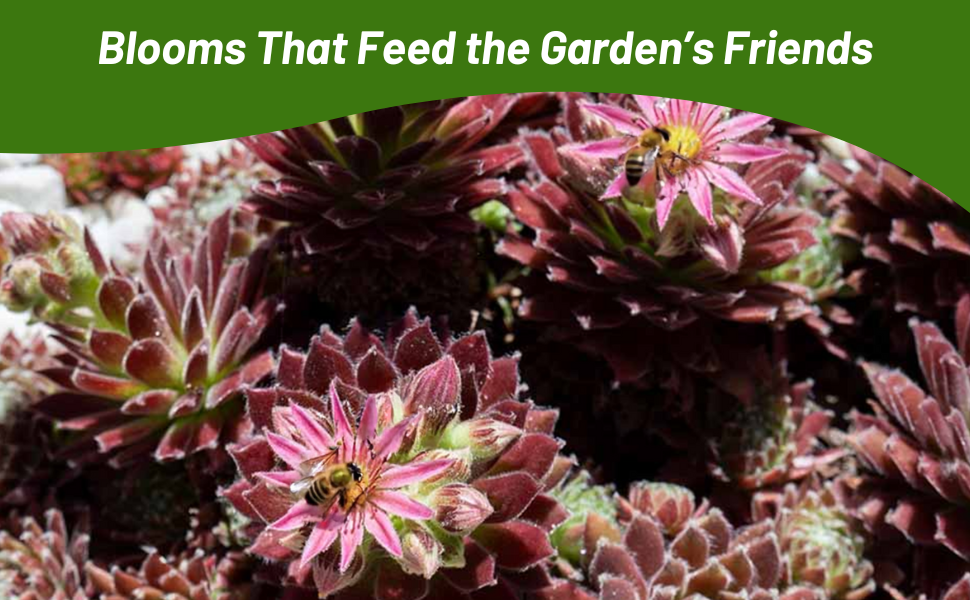 Succulent Sempervivum Low Growing Drought Tolerant Plants