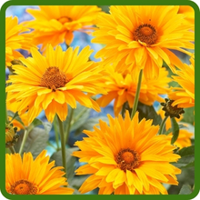 Bright Golden-Yellow Flowers Heliopsis