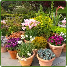 Balcony Flower Seeds For Pots & Containers