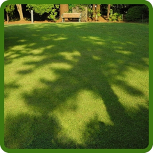 True Putt Creeping Bluegrass Shade Tolerant