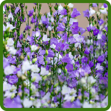 Clumping Growth Habit of Peach-leaved Bellflower