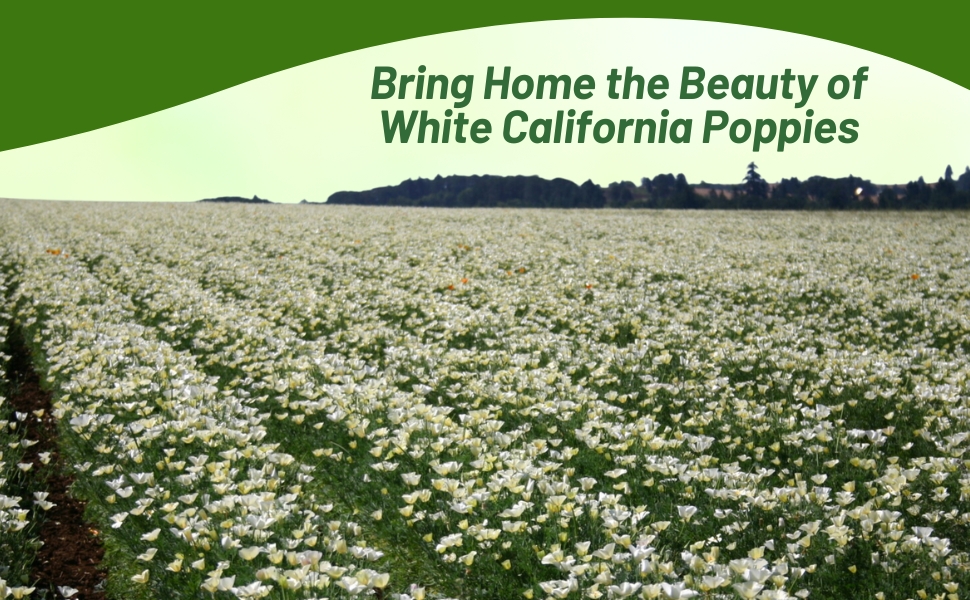 White California Poppies In Wildflower Field