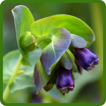 Honeywort Self-Sowing Blue Wax Flower