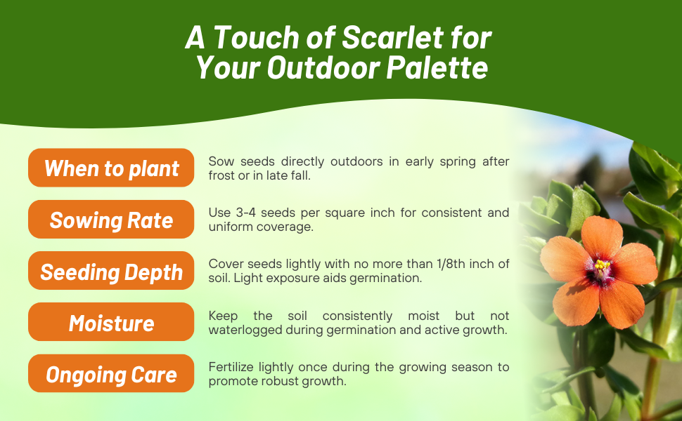 Planting Directions & Care For Scarlet Pimpernel