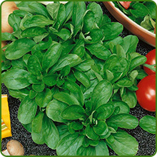 Corn Salad With Spoon-Shaped, Succulent Leaves