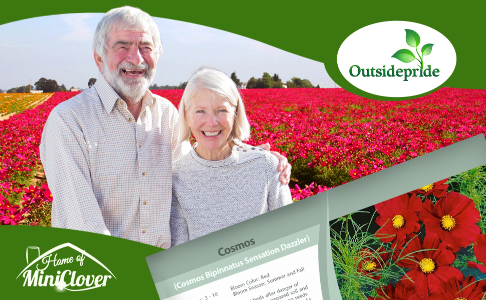 Cosmos Sensation Dazzler Flower Garden