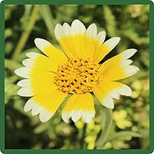 Vibrant Yellow Color of Tidy Tips