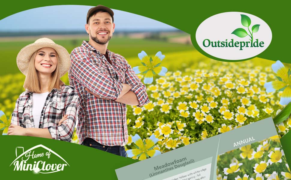 Meadowfoam Poached Egg Plant Flowers