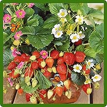 Strawberry Blossoms Attracting Pollinators