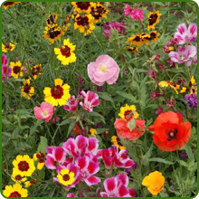 Diverse Flower Varieties in Pollinator Wildflower Seed Mixture