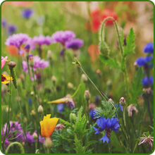 Dwarf Annual Short Sunburst Wildflower