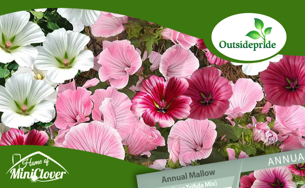 Annual Mallow Malope Flower Garden