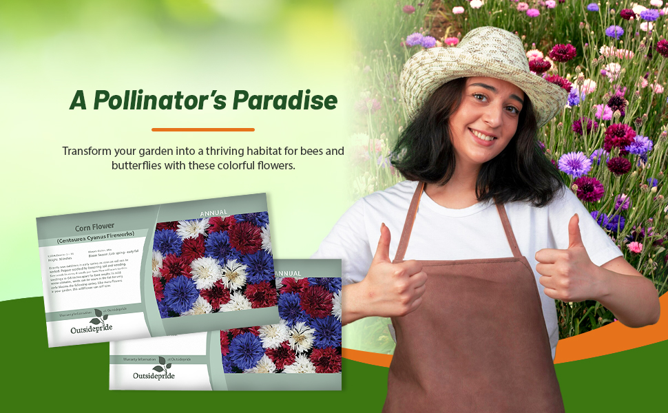 Bachelor Button Cornflower Fireworks Attracting Pollinators