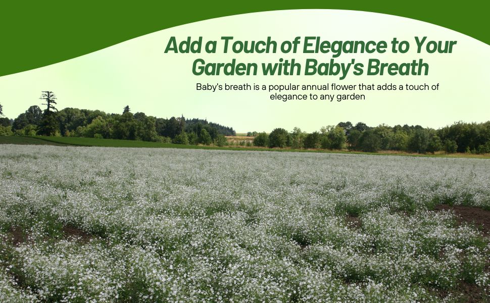 Wild Flower Meadow of  White Flowering Gypsophila Baby's Breath