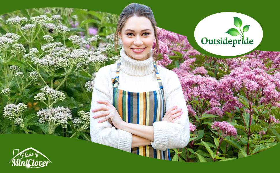 Eupatorium Flower Garden