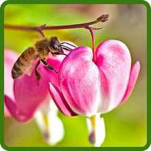 Pollinator Friendly Dicentra Bleeding Heart Flowers