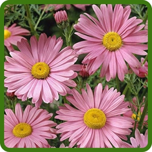 Chrysanthemum Pyrethrum Robinson's Daisy Like Blooms