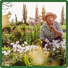 Low Maintenance White Flower Garden
