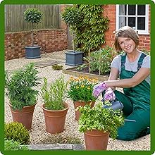 Low Maintenance Tarragon, Mugwort, & Wormwood