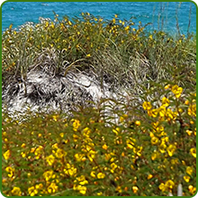 Drought Tolerant Partridge Peas