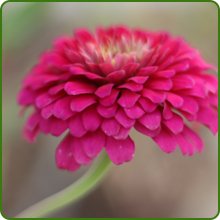 Zinnia Zahara Double Salmon Flower Blossom
