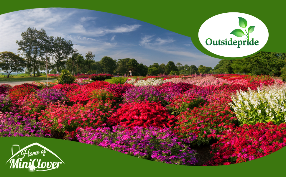 Pentas Flower Seed Mixture in Garden