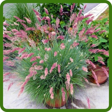 Heat and Drought Tolerant Ornamental Ruby Grass