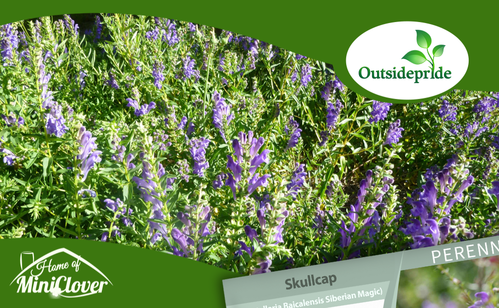 Skullcap Herb Garden Plants