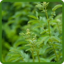 Salad Burnet Attractive Fernlike Foliage