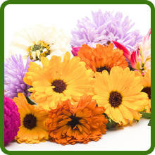 Zinnia Dahlia Cut Flowers
