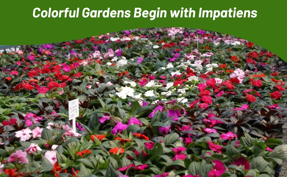 New Guinea Impatiens Mixture of Flowers in Garden