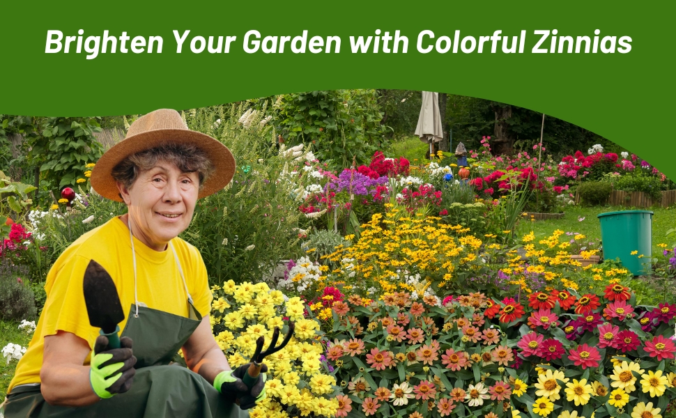 Women Gardening Zinnia Hybrida Profusion Flowers