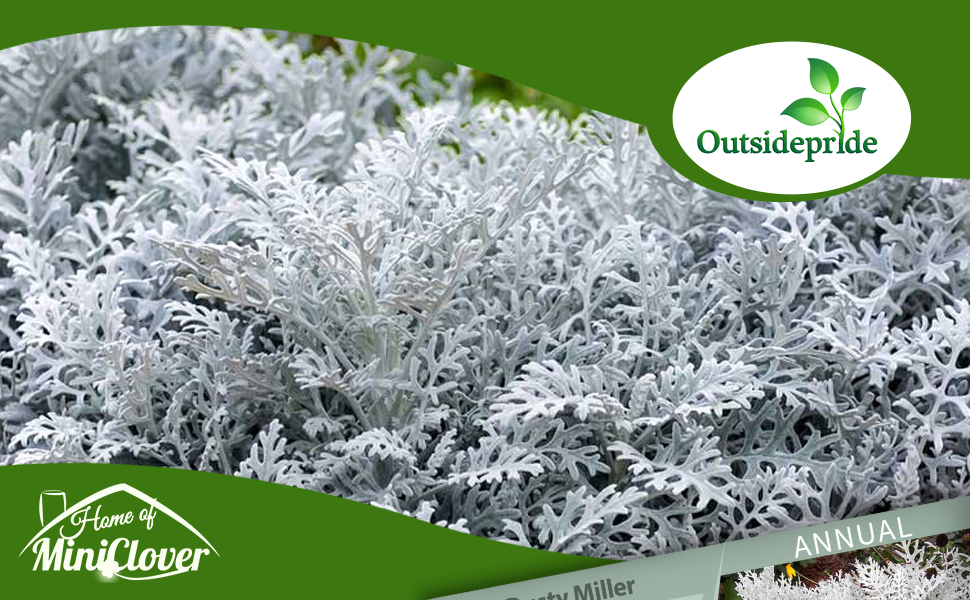 Cineraria Dusty Miller Silver Foliage Plant