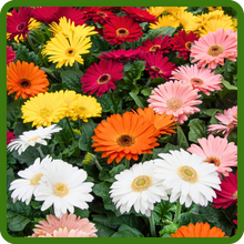 Yellow, Orange, Red, &amp; White Gerbera Flowers
