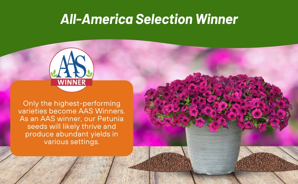 All American Selection Winner Purple Classic Wave Petunia