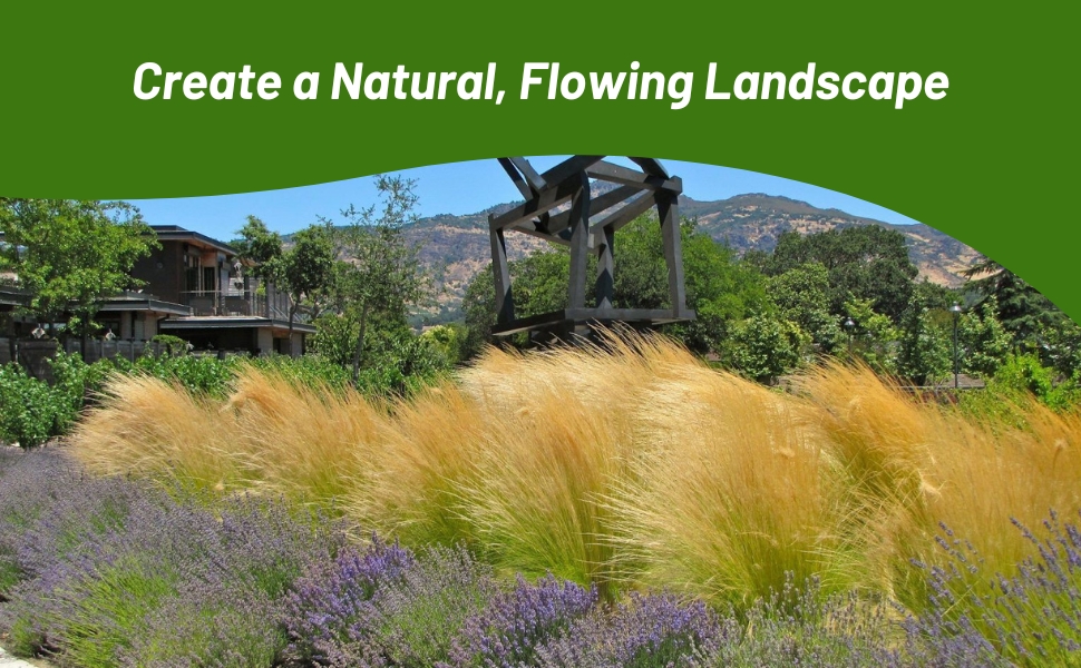 Stipa Mexican Feather Ornamental Grass in Landscaping
