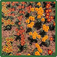 Heat & Drought Tolerant Tagetes French Marigold