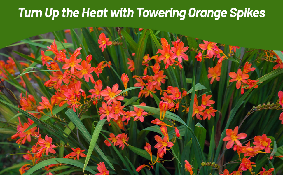 Beautiful Perennial Orange Crocosmia Flower Garden