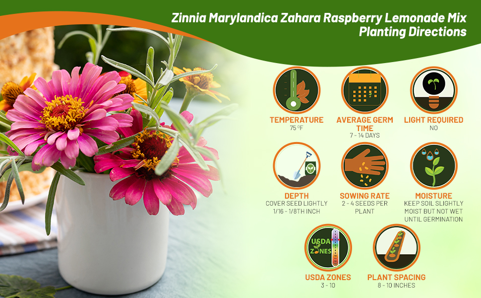 Planting Directions For Zinnia Zahara Raspberry Lemonade Flower Seeds