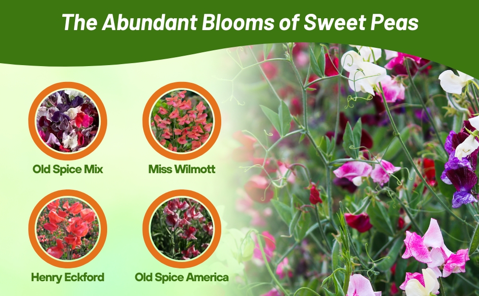 Varieties of Old Spice Lathyrus Sweet Peas Flowers